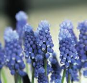 Muscari Bling Bling Glanzende violetblauwe bloemen in dichte, stevige rechte bloemtrossen. Lang bloeiend en een goed vaasleven.