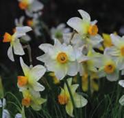 Narcissus Avalon Division 2. Prachtige zacht citroengele grootkronige narcis, de citroengele cup wordt naarmate de bloei vordert, wit.