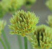 Allium cyathophorum var. farreri (Synoniem: A. farreri) Toefjes smalle ca. 20 cm lange blaadjes omvatten de driekantige bloemsteeltjes.