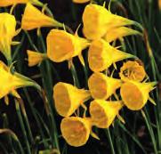 Z-H Narcissus bulbocodium subsp. bulbocodium -selectie- Intro: 1629. Division 10. Nederlandse naam: hoepelroknarcisje.
