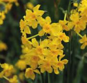Narcissus cantabricus Division 13. Een variabele species oorspronkelijk voorkomend in Zuid-Spanje, de Balearen en Noord-Afrika.