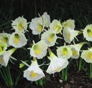 Vaak al bloeiend in januari-februari. Bestelnr. 8181 5 st. 3.75 10 st. 7.00!10-15 @1-2 #5 $6-8 %6 Z Narcissus cantabricus Nylon Group (Synoniem: N. cantabricus Nylon ) Division 10.