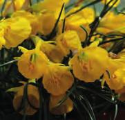 Narcissus Daphne (Synoniem N. Spalding Queenie ) Intro: voor 1914. Division 4. De dubbele dichtersnarcis, een selectie uit zaailingen van N. poeticus Ornatus.