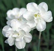 Z-H Narcissus Diamond Ring Een in 2003 geregistreerde meerbloemige selectie van Narcissus bulbocodium subsp. obesus. Division 10. Geselecteerd door W.H. de Goede.