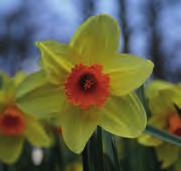 Narcissus February Silver Division 6. Intro voor 1949. Qua plant- en bloemvorm verschilt deze schoonheid niet veel van N. February Gold.