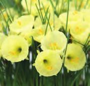 Narcissus Julia Jane Intro: 1966. Division 10. Een goed groeiende vorm van N. romieuxii subsp. romieuxii met mooie zachtgele buitenwaarts bollende bloempjes. Geselecteerd door J.C.