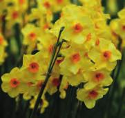 Lang bloeiend en heerlijk geurend. Bestelnr. 8609 5 st. 4.00 10 st. 7.50!45-50 @4-5 #10 $12-15 %II. Z-H Narcissus Martinette Intro: voor 1985.
