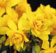 Narcissus x odorus Plenus Intro: 1601. Division 4. De gevuldbloemige vorm van N. odorus. Dubbele Campernellen.