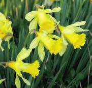Narcissus poeticus var. recurvus (Syn.: N. Jean(n)ette Blanche en N. Pheasant s Eye ) Intro: voor 1600. Division 13. Bekend onder de namen: fazanten- of pauwenoog narcis.