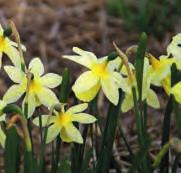 In Engeland wordt deze verwilderd voorkomende diep goudgele narcis de Tenby-Daffodil genoemd, de nationale narcis van Wales.