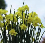 Narcissus Rijnveld s Early Sensation Intro: 1946. Division 1. De allervroegste gele trompetnarcis voor verwildering.