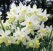 Narcissus Topolino Intro: 1965. Division 1. Een leuke narcis voor verwildering. Lijkt enigszins op N. pseudonarcissus subsp. lobularis. Door J. Gerritsen & Zoon op de wereld gezet.
