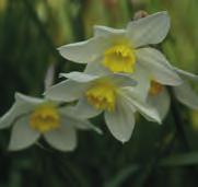 De bloemkleur van deze oorspronkelijke Leedsii narcis werd in 1935 door de heer J.H.
