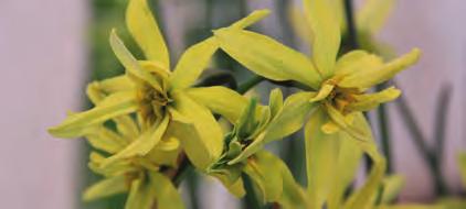 NARCISSUS VIRIDIFLORA Narcissus viridiflora VI Bestelnr. 6257 p.st. 7.95 3 st. 21.75 N. viridiflora is een herfstbloeiende species, die na een warme zomer door een regenbui tot bloei wordt aangezet.