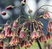 NECTAROSCORDUM BEHOORT TOT DE FAMILIE DER ALLIACEAE Nectar was op de berg Olympus de drank der Goden (maar het is ook een zoet vocht dat de bijen uit de bloemen halen) en uit het Grieks/Latijn