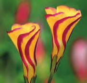 De bloemen, die tot ver in de winter bloeien, zijn op zijn mooist in halfgeopende toestand, dan tonen de spiraalvormige bloemblaadjes het zuurstokeffect.