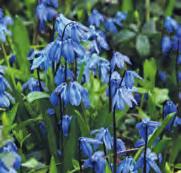 De bloemtrosjes, waarvan het lijkt dat ze direct uit de grond komen, bestaan uit stervormige wat knikkende zeer lichtblauwe geurende bloemetjes met op ieder bloemblaadje een lichtblauw nerfje en