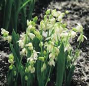 De hyacintblauwe bloemen zijn in alle delen groter dan bij S. siberica. Prima voor verwildering. Bestelnr. 7161 10 st. 3.00 