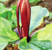 Trillium is herkenbaar aan de kale bloemstelen, drie bladeren die een krans vormen, drie opvallende bloembladeren en drie schutbladeren.