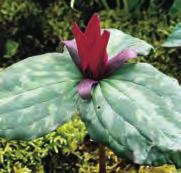 Trillium cuneatum Nederlandse naam: Padden-trillium. Herkomst: het zuidoosten van de Verenigde Staten. Het is een wat forsere plant met aantrekkelijk gevlekt blad.
