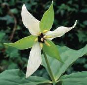 De licht knikkende donker kastanjebruine bloem staat tot 10 cm boven het blad en heeft een doorsnede van zo n 8 cm.