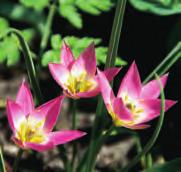 Tulipa acuminata (Synoniemen: T. turcica, T. cornuta en T. stenopetala) Intro: 16e eeuw. In 1813 voor het eerst beschreven toen M.
