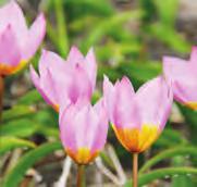 15 cm lang en gegolfd. Eén tot drie roze bloemen met gepunte bloemblaadjes en een geelbruin hart. De buitenzijde van de bloemblaadjes hebben een geelbruine blos.