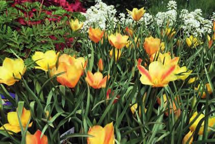 TULIPA BATALINII Tulipa batalinii -zaaimengsel- Bestelnr. 1172 10 st. 3.50 25 st. 8.00 Intro: 1889. Herkomst: Centraal-Azië, het Pamir-Alai gebergte. Vernoemd naar Dr.
