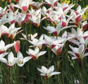 Tulipa biflora Intro: 1776. Herkomst: van Zuidoost-Europa tot aan het gebied rond de Kaspische Zee en de Kaukasus. Een variabele species.