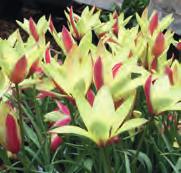 Tulipa clusiana Cynthia In 1959 door Van Tubergen geïntroduceerd, ontstaan door het kruisen van de gele en witte vormen van T. clusiana. De roomgele bloemen hebben aan de buitenkant van de bloemblaadjes een rode waas met een groen randje.