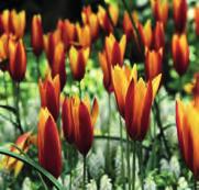 50 25 st. 8.00!25 @4-5 #5 $5 %5 Z-L Tulipa clusiana var. chrysantha Tubergen s Gem Intro: 1969. Deze hogere selectie behaalde vele getuigschriften o.a. op de Floriade Amsterdam 1972.
