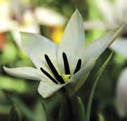 Ook deze Tulipa is geschikt voor verwildering in het gras. Bestelnr. 8253 10 st. 2.75 25 st. 6.50!30 @4-5 #5 $5 %6 Z-L Tulipa clusiana var. stellata Intro: 1827. Herkomst: o.a. het noorden van Afghanistan en Pakistan.