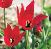 Tulipa cretica Archanes Uit een collectie in het wild verzamelde Tulipa cretica zijn na jaren lang selecteren drie mooie introducties ontstaan die vernoemd zijn naar steden op Kreta.