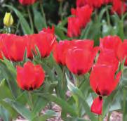 Tulipa Girlfriend (Synoniem: T. vvedenskyi Girlfriend ) Sterke, betrouwbaar terugkomende cultivar met smal gegolfd blad met daarop een donker purperen tekening.