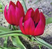 Tulipa humilis Lilliput Intro: 1987 (Visser Czn.).
