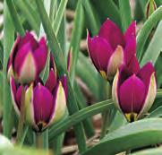 10 @4 #5 $5 %5 Z-L Tulipa humilis Persian Pearl Geïntroduceerd in 1975 door Grullemans en via W. Lemmers bij Visser Czn.