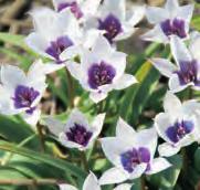 Het hart is boterbloemgeel. Bestelnr. 8641 10 st. 3.00 25 st. 7.00!10-12 @4 #5 $5 %6 Z-L Tulipa humilis var. pulchella Alba Coerulea Oculata (Synoniem T.