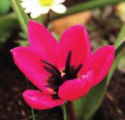 Tulipa humilis var. pulchella Rosea Coerulea Oculata Voor het eerst is er wat aanbod van de roze vorm. Het roze is heel zacht roze, maar mooi in combinatie met het blauwe hart.