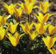 25 st. 7.00!15-20 @3-4 #5 $5 %6 Z-L Tulipa iliensis (Synoniemen: T. dykesiana en T. hoeltzeri) Intro: 1879.