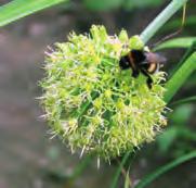 Allium hookeri Een Aziatische species, inheems in o.a. het zuidwesten van China, India, Sri-Lanka, Myanmar en Bhutan.