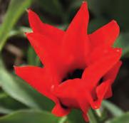 Tulipa ingens Herkomst: Centraal-Azië (Pamir-Alai, Zeravshan). Verzameld door Paul Graeber in 1901. Opmerkelijk is de ca. 40 cm hoge roodachtig gekleurde bloemsteel.