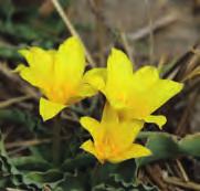 Tulipa montana var. chrysantha Tulipa montana kent vele gele varianten, die in het wild samen groeien met de rode vorm. Dit zuivergele aanbod is afkomstig uit het Elbrus en Zagrosgebergte in Iran.