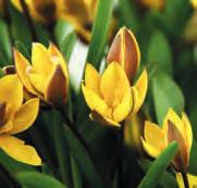 chrysantha van, maar het mooie tulpje wordt ook vaak aangeboden onder de naam Tulipa montana Yellow Form. Bestelnr. 1150 