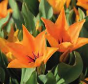 Tulipa praestans Shogun Prachtige warmoranje-gele bloemen, meerdere per steel, verschijnen in eerste instantie laag bij de grond, maar de bloemsteeltjes blijven gedurende de groei lengen.