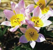 De plezierig geurende bloem is wit met een roze zweem en een geel hart. T. regellii wordt aangetroffen in het bijna woestijnachtige klimaat van het gebied rond Lake Balkhash in Kazachstan. Bestelnr.
