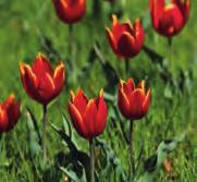 Tulipa schrenkii (Synoniem: T. suaveolens?) Intro: 1881. Herkomst: Midden- en westen van Rusland, in gebieden langs de rivieren de Don en de Wolga. Aldaar voorkomend in alle denkbare tinten.