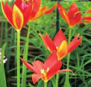 De hoogte is miniem, zo n 15-20 cm. De spits toelopende bloemblaadjes vormen een vrij grote bloem, rood met een fraaie oranjegele rand. Geurend. Bestelnr. 1140 5 st. 4.95 10 st. 9.50!