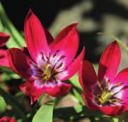 Tulipa Tiny Timo Een aantal jaar geleden werden kruisingen van T. hageri x T. aucheriana verricht door het Centrum voor Plantveredeling en Reproductie Onderzoek.
