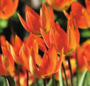 De grote licht scharlaken tot oranje bloemen, die eind mei hun pracht tonen, hebben een geelbruin hart en paarse helmknoppen. Bestelnr. 1110 10 st. 4.00 25 st. 9.50!