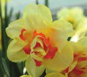 00 Narcissus Bridal Crown, wit gevuld!30-40 @4 #10 $12-15 %12 Z-H Bestelnr. 7226 10 st. 3.50 25 st. 8.